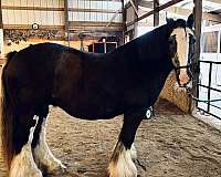 iowa-gypsy-vanner-horse