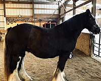 black-blagdon-broodmare