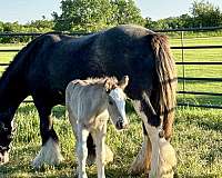 leopard-broodmare