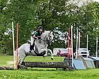 3-day-eventer-lusitano-pony