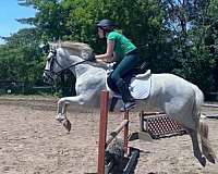 3-day-eventing-lusitano-pony