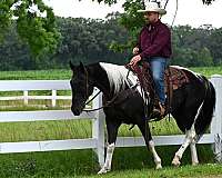 tobiano-gelding-for-sale