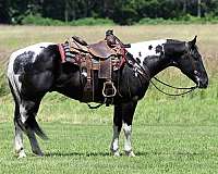 tobiano-paint-gelding