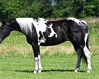 15-hand-tobiano-horse