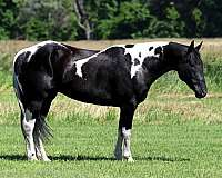 tobiano-paint-horse