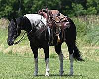 tobiano-gelding