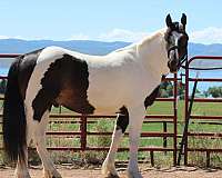 beautiful-gelding-gypsy-vanner-horse