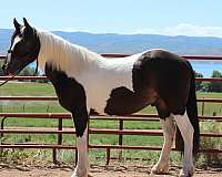 gentle-as-they-come-gypsy-vanner-horse