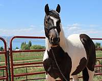 all-gypsy-vanner-horse