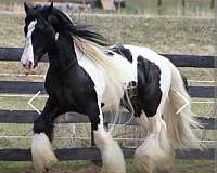 dam-gypsy-vanner-horse