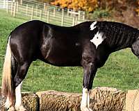 cross-draft-horse