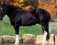 black-overo-white-horse