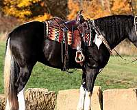 draft-horse