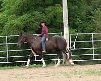 flashy-draft-horse