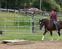 harness-draft-horse