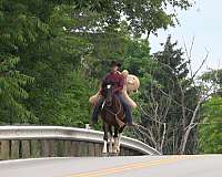 husband-safe-draft-horse