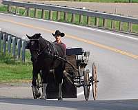 jumping-draft-horse