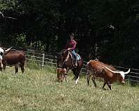 ridden-english-draft-horse