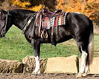 driving-draft-horse