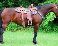 western-morgan-horse