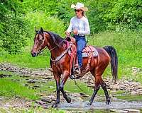 english-morgan-horse