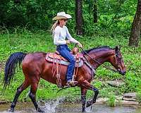 companion-morgan-horse