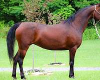 trail-riding-morgan-horse