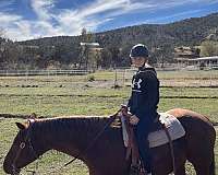 trail-horse-for-sale-in-new-mexico