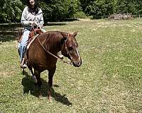 sorrel-white-snip-on-nose-horse