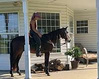 gaited-paso-fino-horse