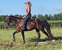 beginner-paso-fino-horse