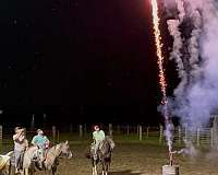 grulla-see-pics-horse