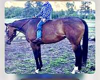 ridden-western-mare