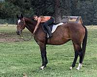 thoroughbred-mare