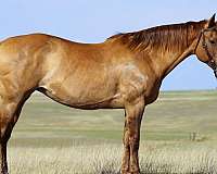 family-quarter-horse