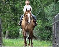 husband-safe-quarter-horse