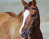 gentle-quarter-horse