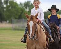 ranch-quarter-horse