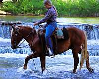 trail-draft-horse