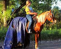 ranch-draft-horse