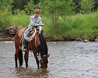 gentle-azteca-horse