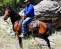 working-cattle-azteca-horse