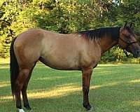 all-around-quarter-horse