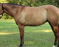 gentle-quarter-horse