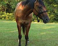 ranch-quarter-horse