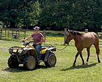 aqha-quarter-horse