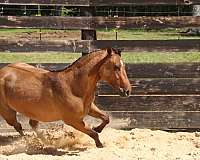 breeding-quarter-horse