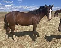 speedy-man-quarter-horse
