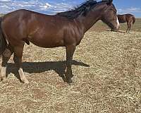 blanton-quarter-horse
