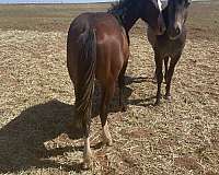 blanton-horse